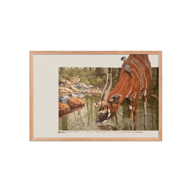 Framed poster, Mountain bongo - Image 11