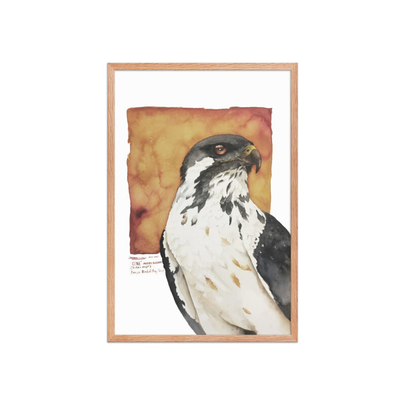 Framed poster, "Gene" the augur buzzard from KBOPT - Image 17
