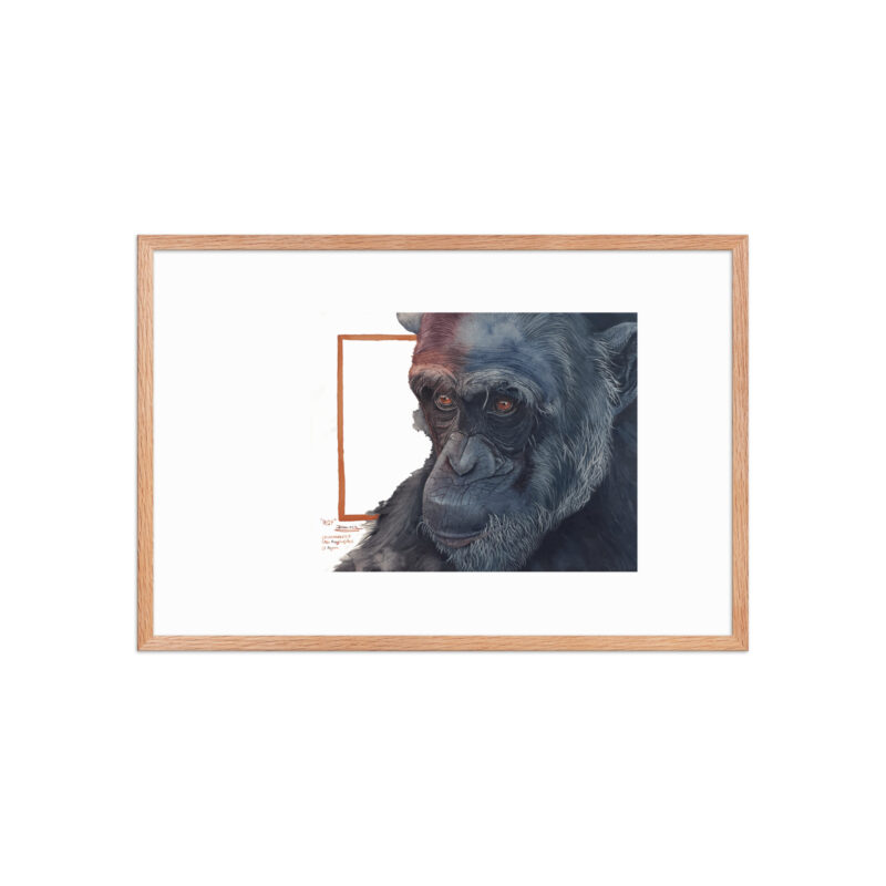 Framed poster, Roy, a chimp from Sweetwaters - Image 21