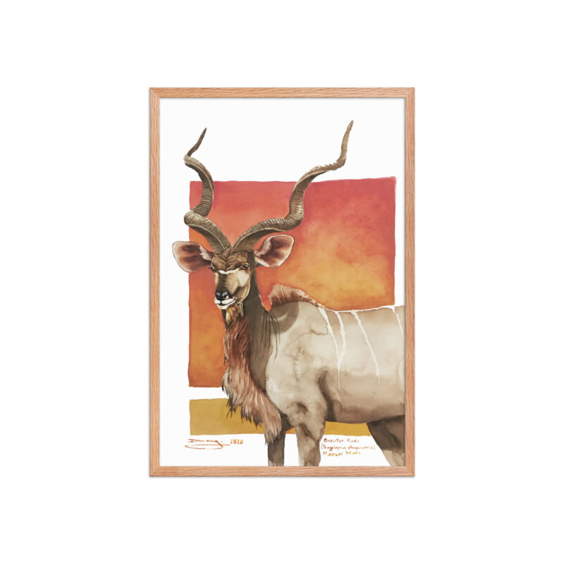 Framed poster, save th eKudu - Image 17