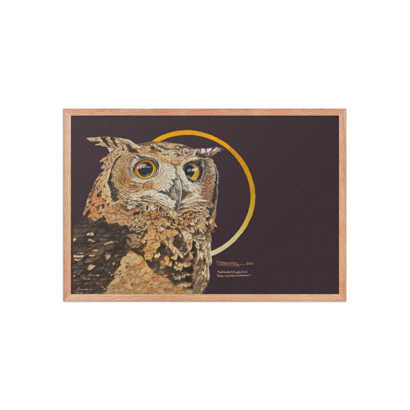 Framed poster, Mackinder's eagle owl - Image 21