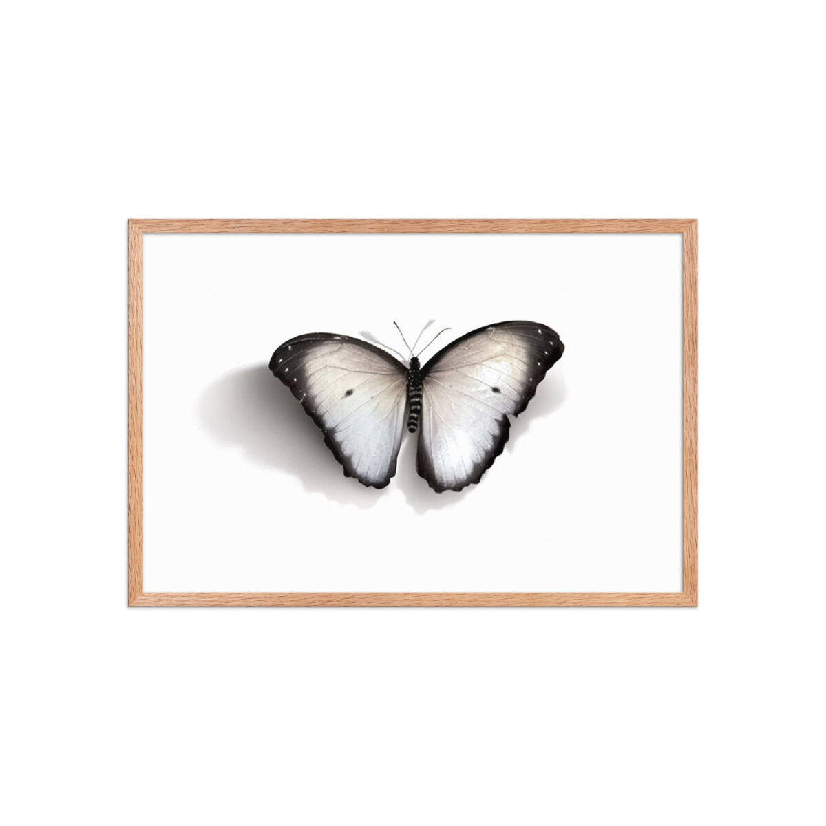 Framed poster, white butterfly - Image 21