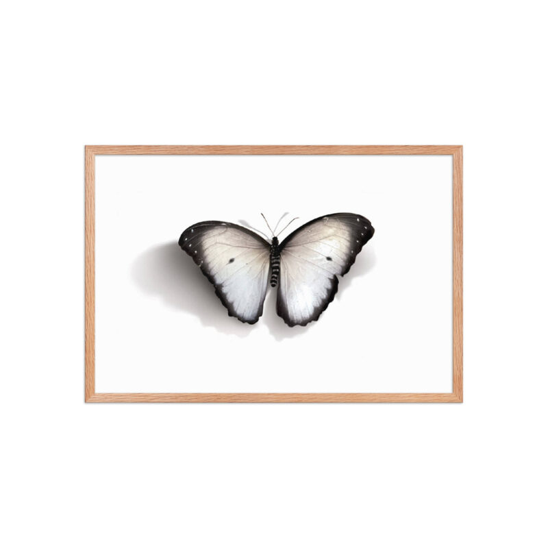 Framed poster, white butterfly - Image 21