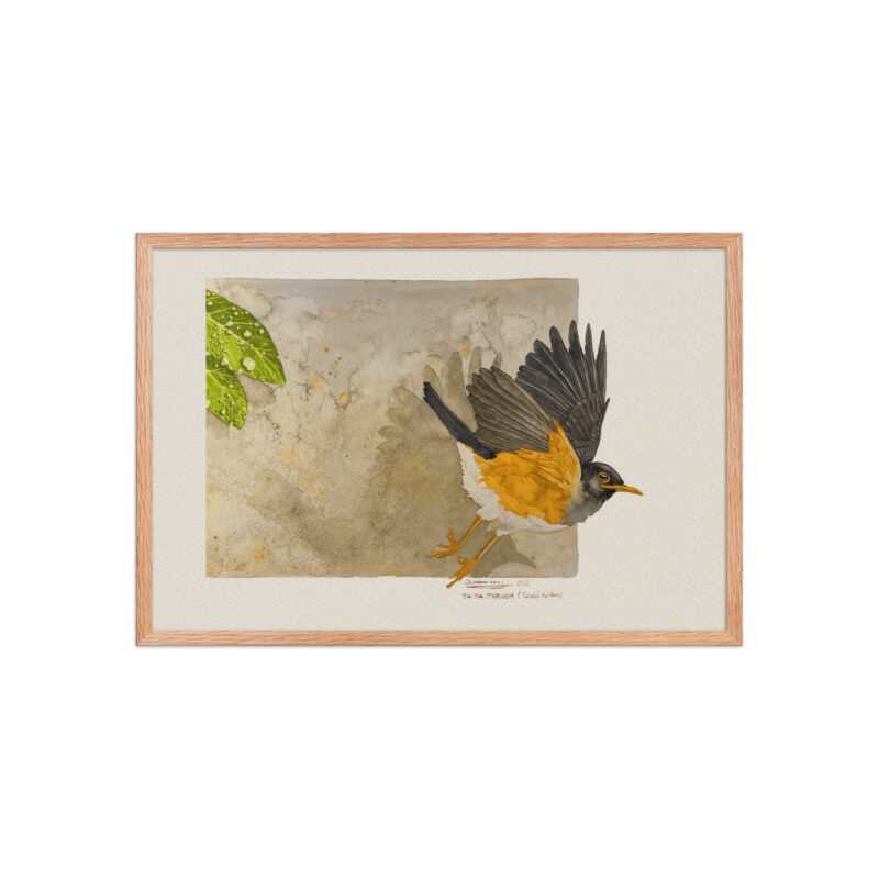 Framed poster,  Taita thrush - Image 11
