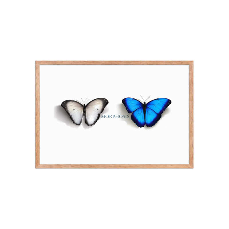 Framed poster, morpho (Morpho peleides) and white (Pieris rapae) butterflies: morphosis - Image 25
