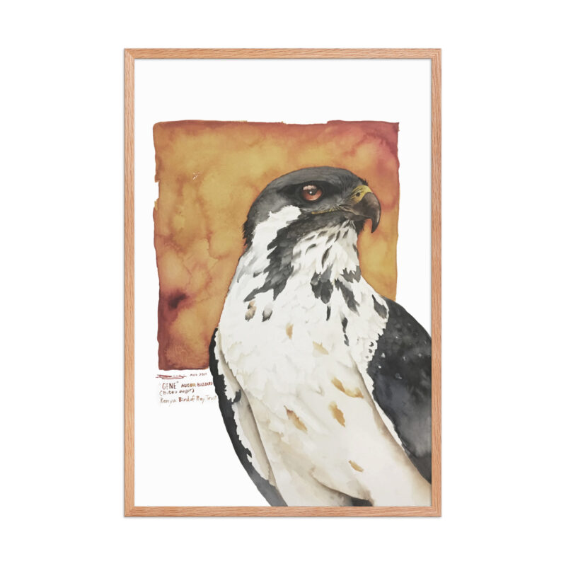 Framed poster, "Gene" the augur buzzard from KBOPT - Image 18