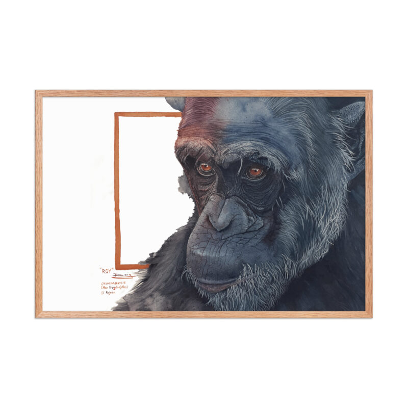 Framed poster, Roy, a chimp from Sweetwaters - Image 22