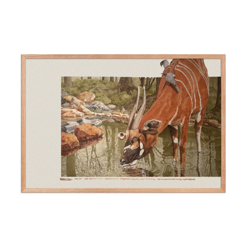 Framed poster, save the bongo - Image 12