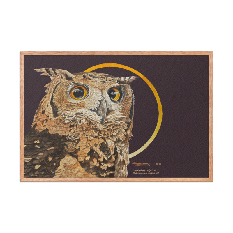 Framed poster, Mackinder's eagle owl - Image 22