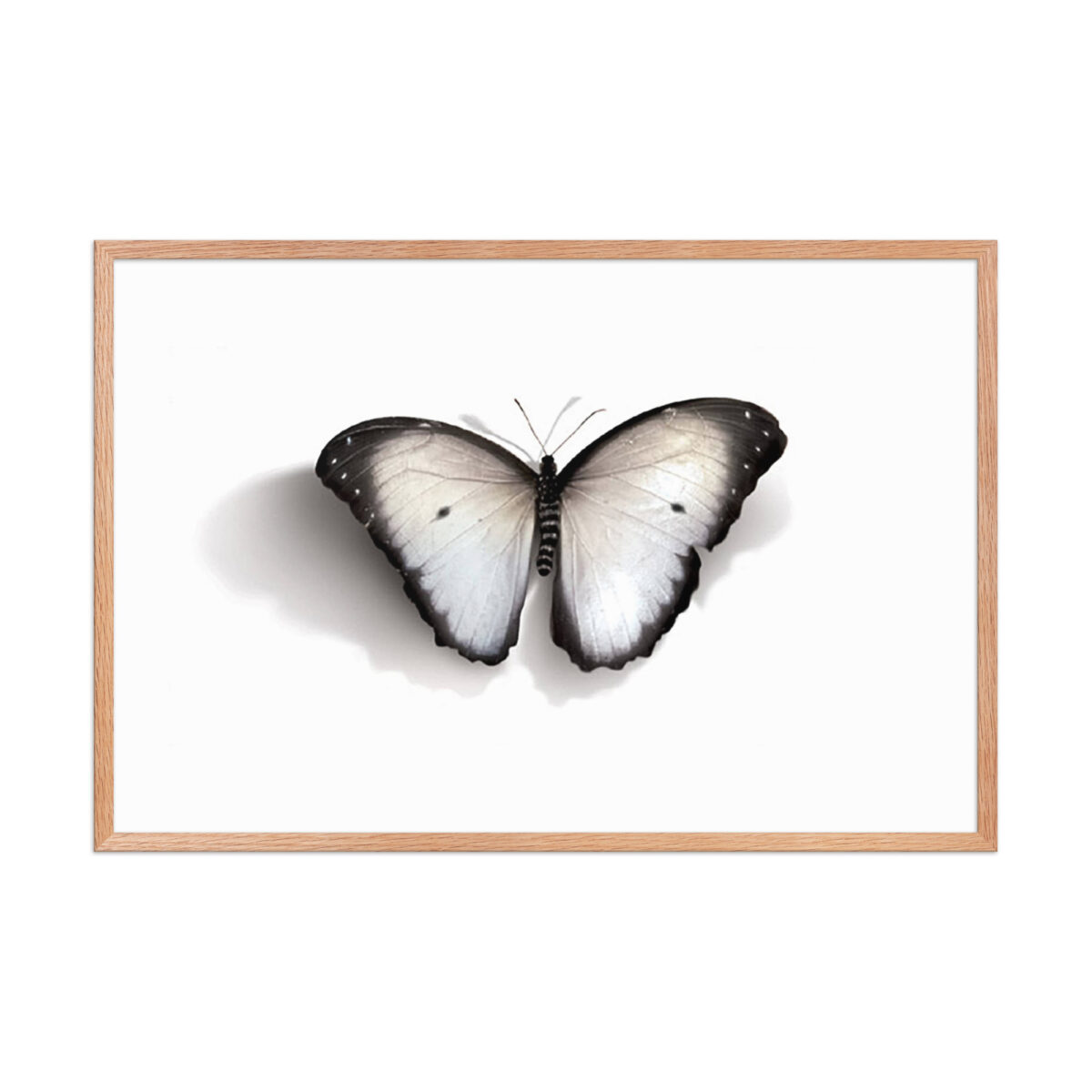 Framed poster, white butterfly - Image 22