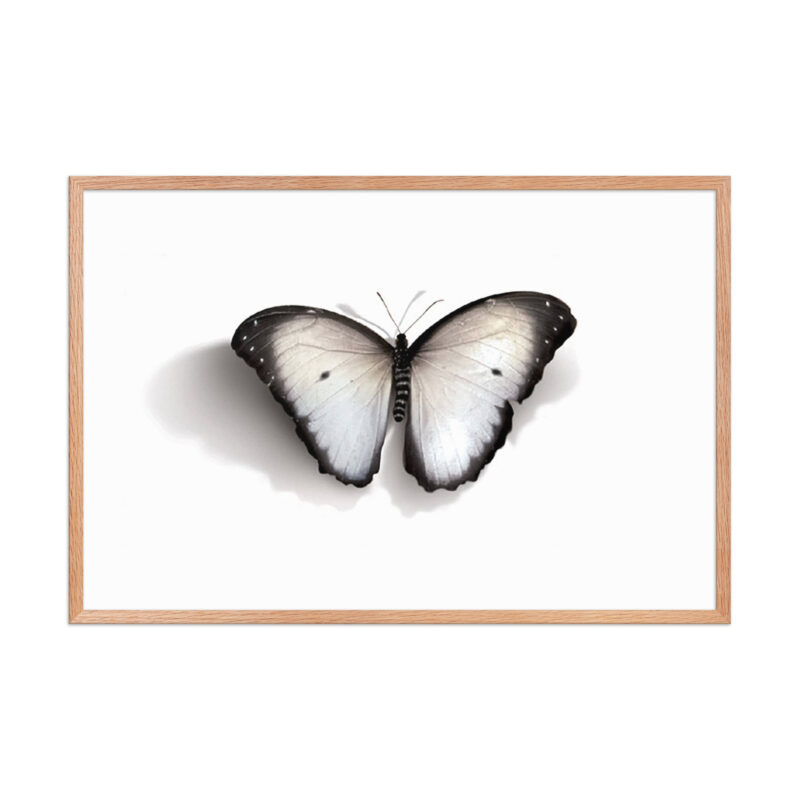 Framed poster, white butterfly - Image 22