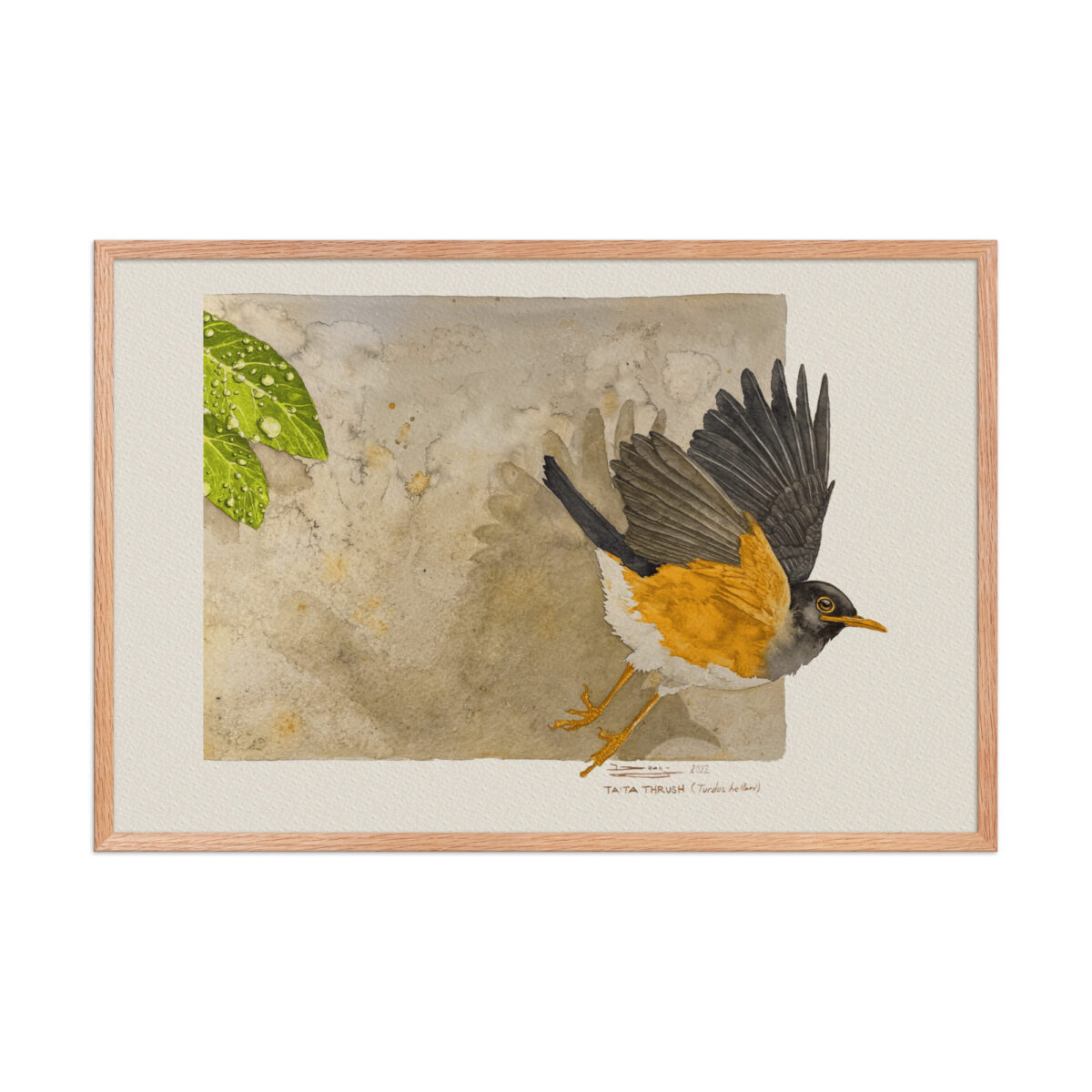 Framed poster,  Taita thrush - Image 12