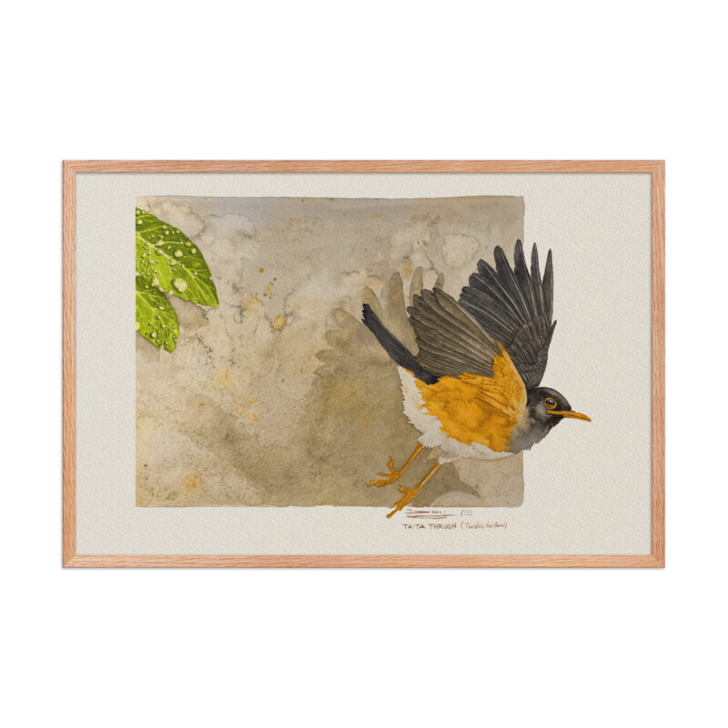 Framed poster,  Taita thrush - Image 12