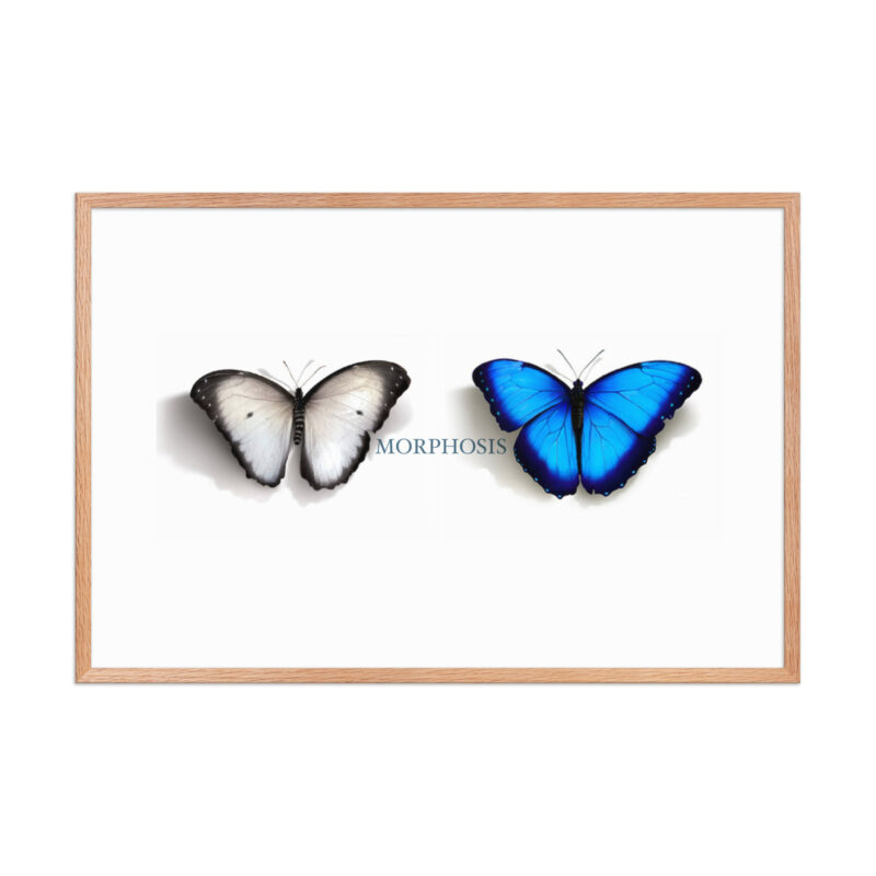 Framed poster, morpho (Morpho peleides) and white (Pieris rapae) butterflies: morphosis - Image 26