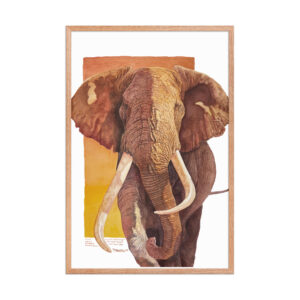 Framed poster, "Tim", one of the last of the giant tuskers