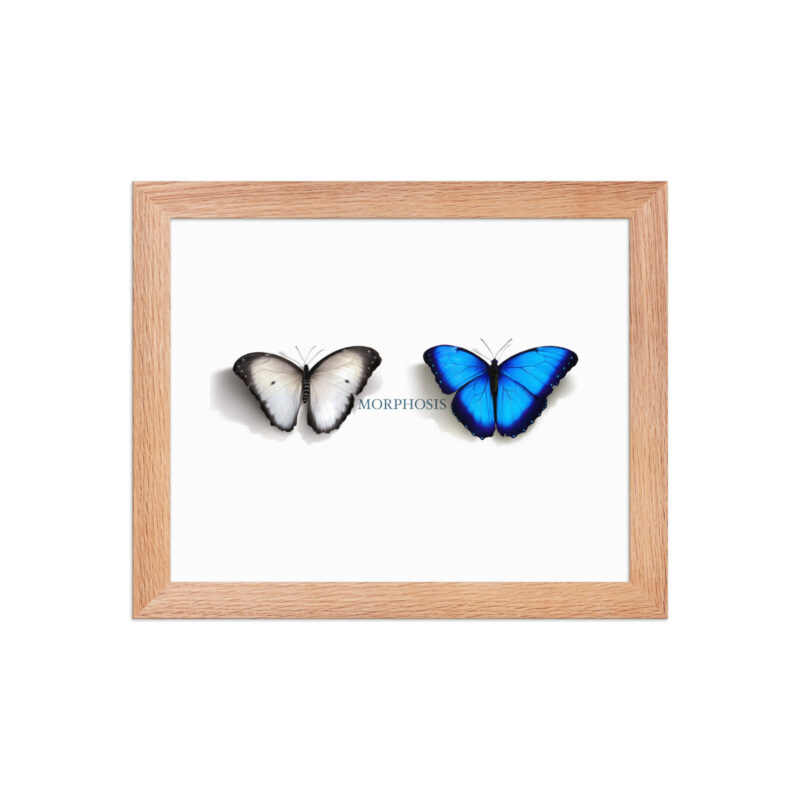 Framed poster, morpho (Morpho peleides) and white (Pieris rapae) butterflies: morphosis - Image 15