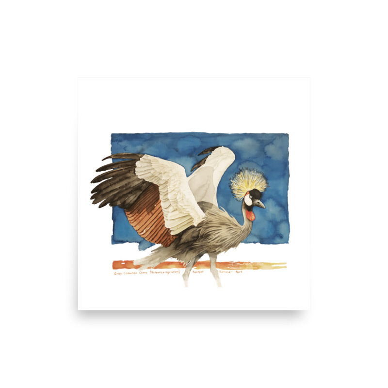 Poster, grey crowned crane, (Balearica regulorum) - Image 4