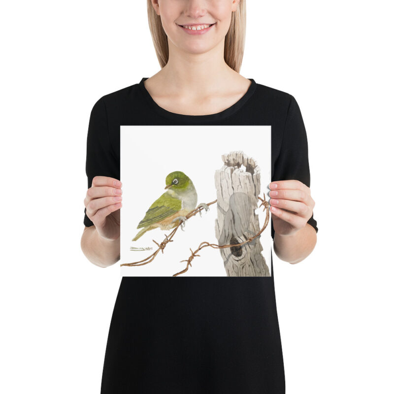Poster, NZ waxeye, (Zosterops lateralis) - Image 2