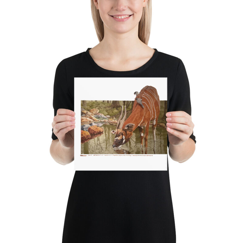 Poster, mountain bongo, (Tragelaphus eurycerus isaaci) - Image 2