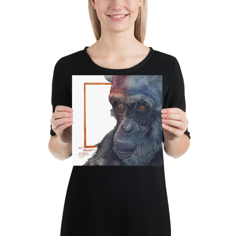Poster, "Roy" the chimp from Sweetwaters, (Pan troglodytes) - Image 2