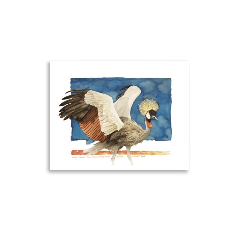Poster, grey crowned crane, (Balearica regulorum) - Image 5