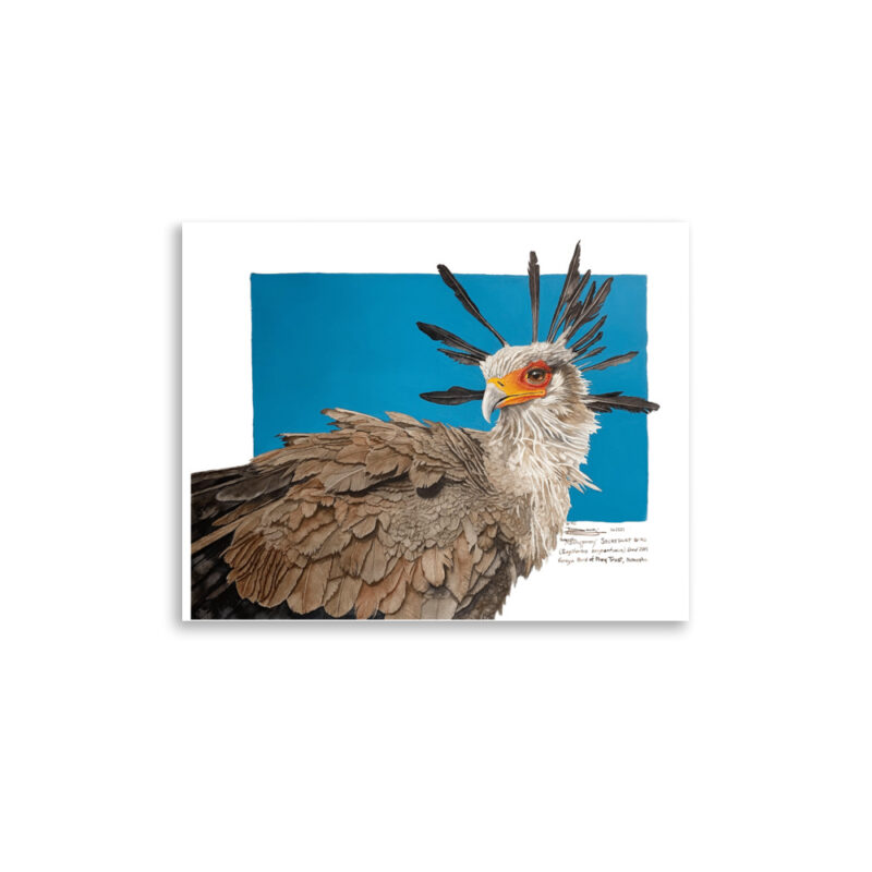 Poster, "Moneypenny" the secretary bird, (Sagitarius serpentanius) - Image 5