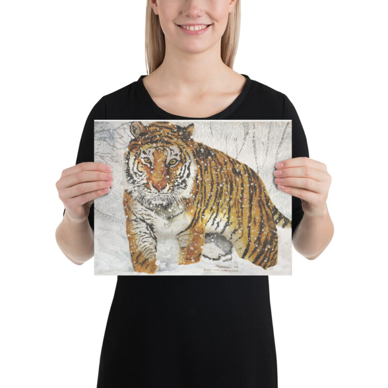 Poster, bengal tiger, (Panthera tigris tigris) - Image 3