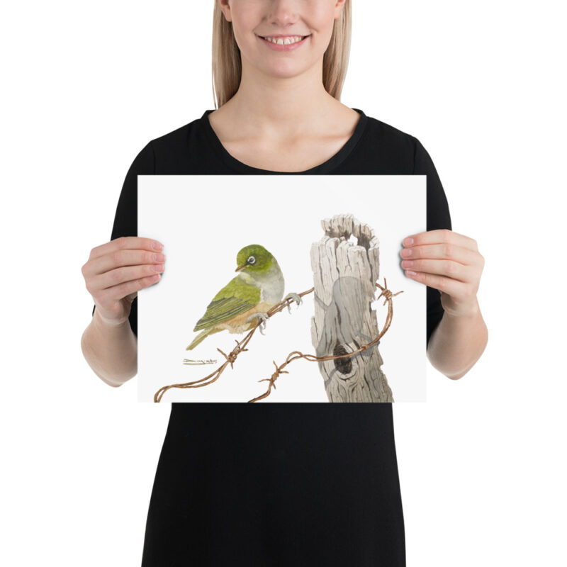 Poster, NZ waxeye, (Zosterops lateralis) - Image 3