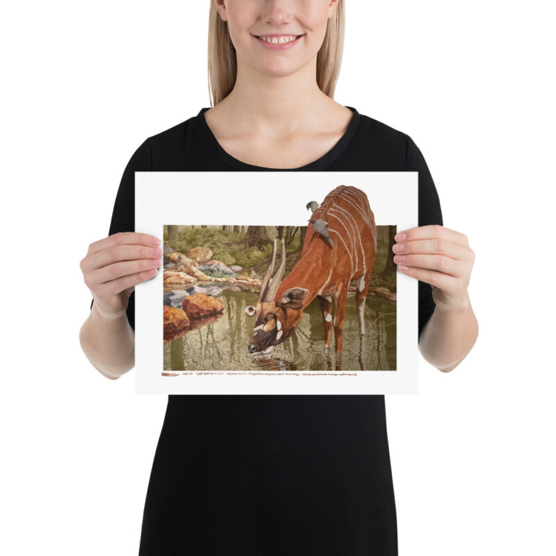 Poster, mountain bongo, (Tragelaphus eurycerus isaaci) - Image 3