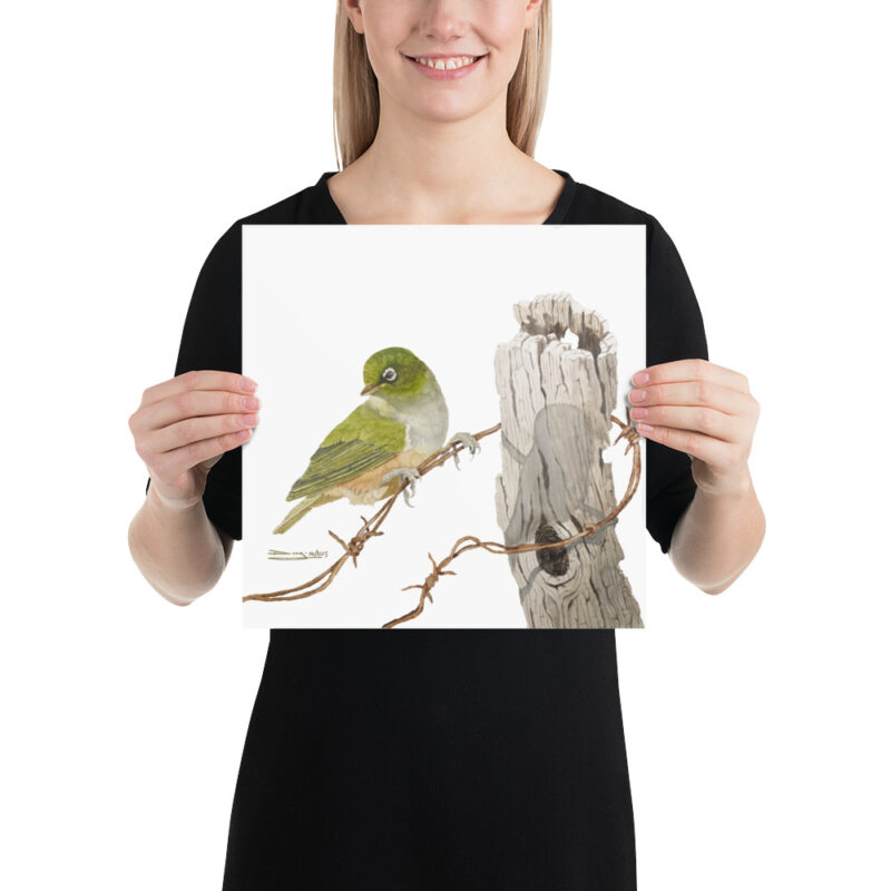 Poster, NZ waxeye, (Zosterops lateralis) - Image 4