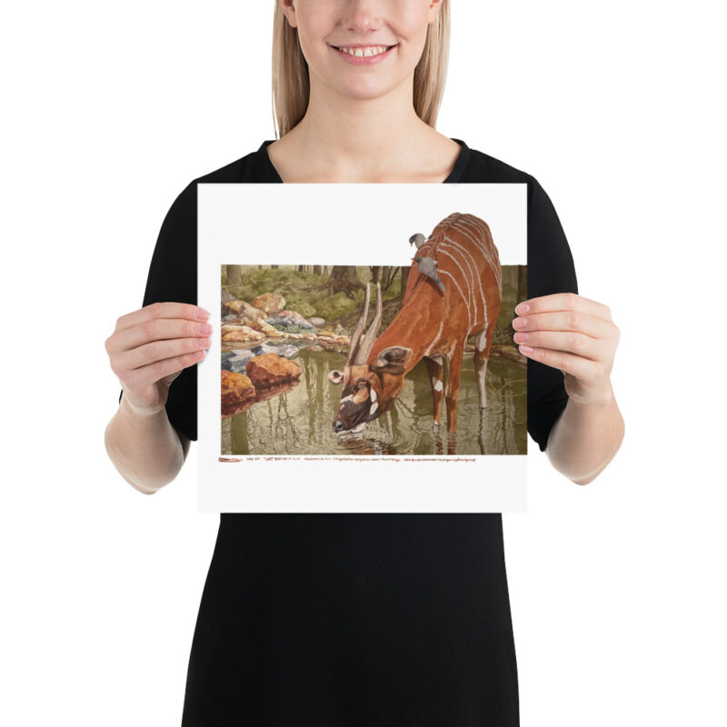 Poster, mountain bongo, (Tragelaphus eurycerus isaaci) - Image 4