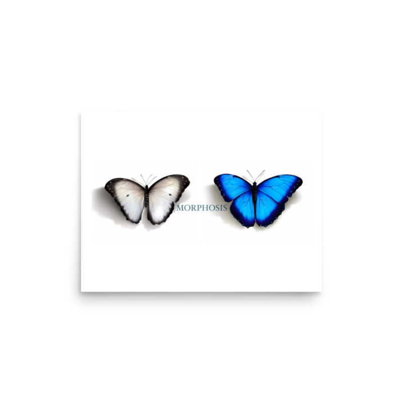 Poster, Morpho and whit ebutterflies - Image 4