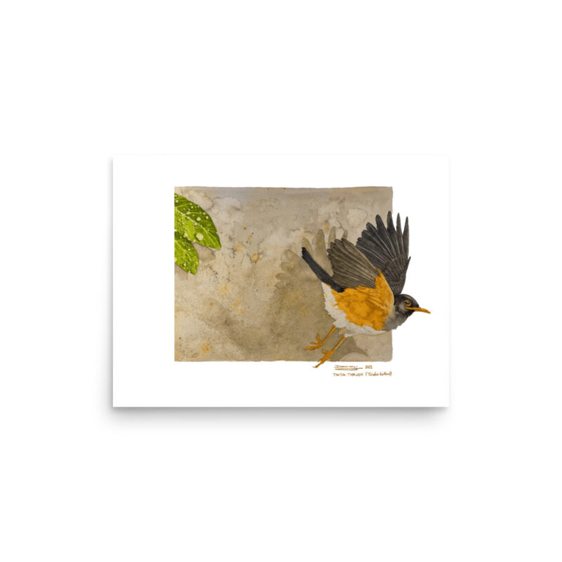 Poster, Taita thrush, (Turdus helleri) - Image 4