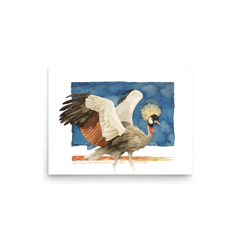 Poster, grey crowned crane, (Balearica regulorum) - Image 7