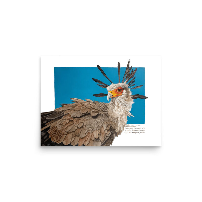 Poster, "Moneypenny" the secretary bird, (Sagitarius serpentanius) - Image 7