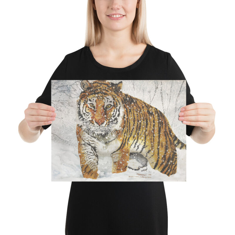 Poster, bengal tiger, (Panthera tigris tigris) - Image 5