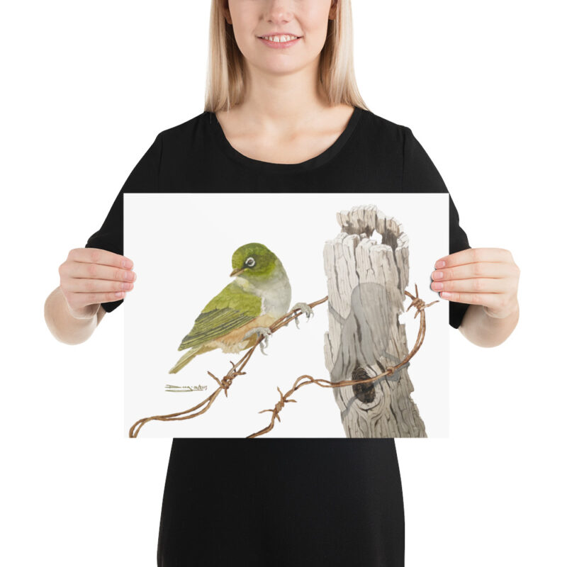 Poster, NZ waxeye, (Zosterops lateralis) - Image 5