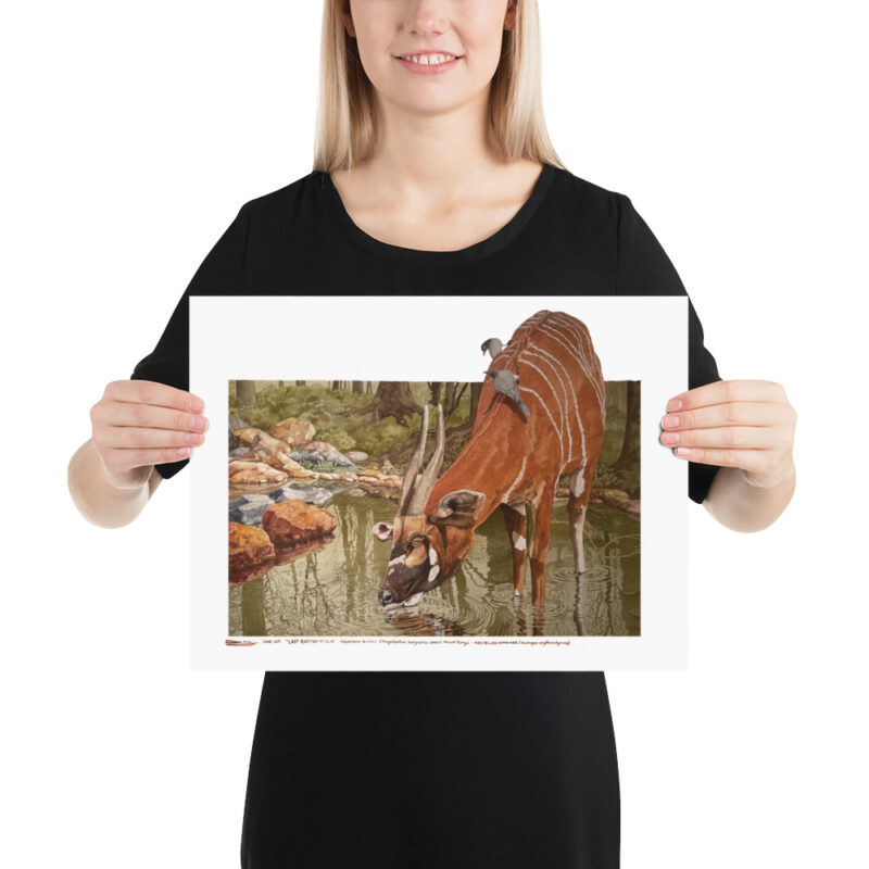Poster, mountain bongo, (Tragelaphus eurycerus isaaci) - Image 5