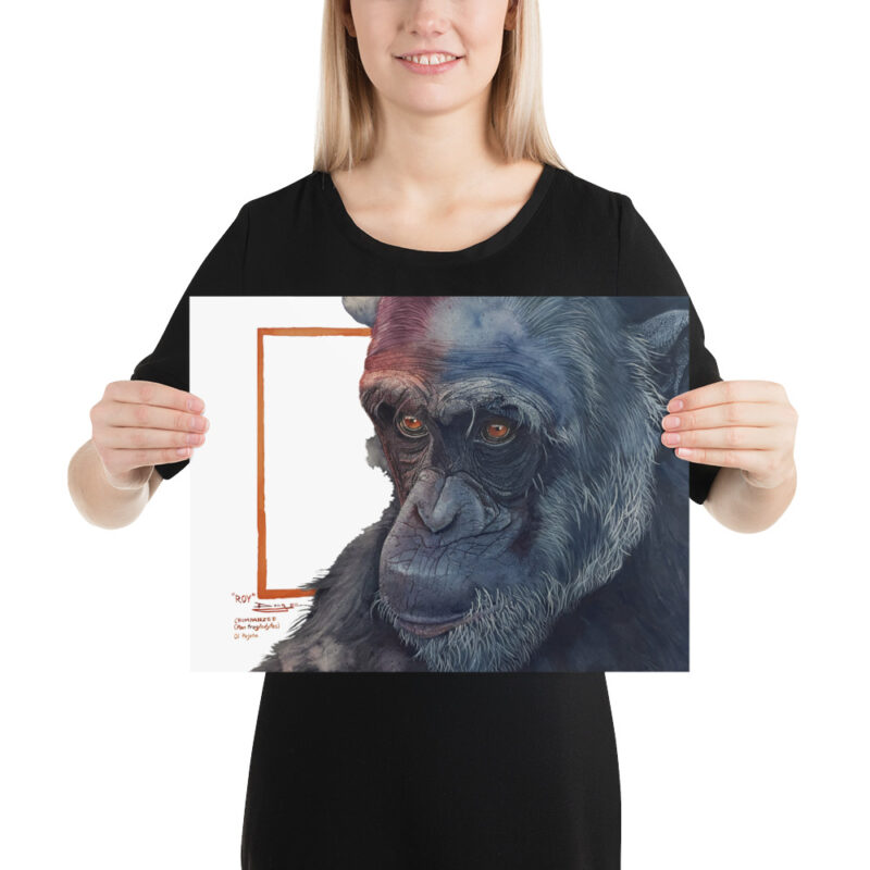 Poster, "Roy" the chimp from Sweetwaters, (Pan troglodytes) - Image 5