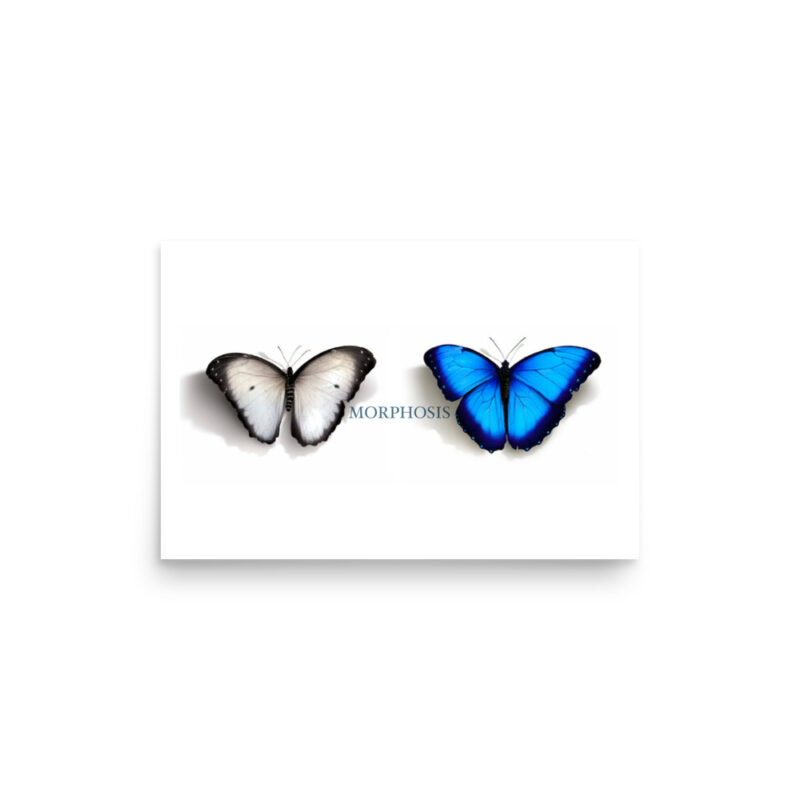Poster, Morpho and whit ebutterflies - Image 5