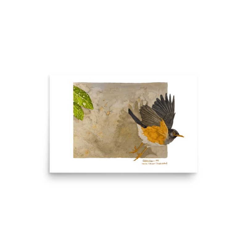 Poster, Taita thrush, (Turdus helleri) - Image 5