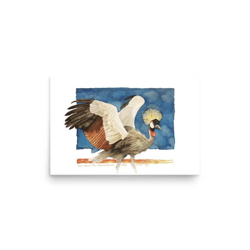 Poster, grey crowned crane, (Balearica regulorum) - Image 8