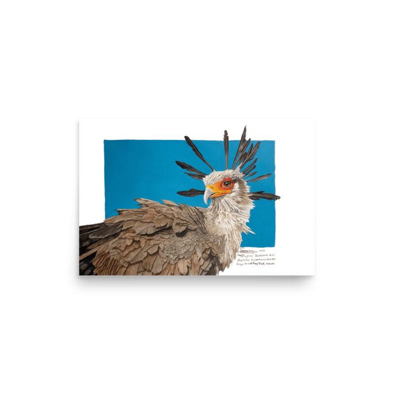 Poster, "Moneypenny" the secretary bird, (Sagitarius serpentanius) - Image 8
