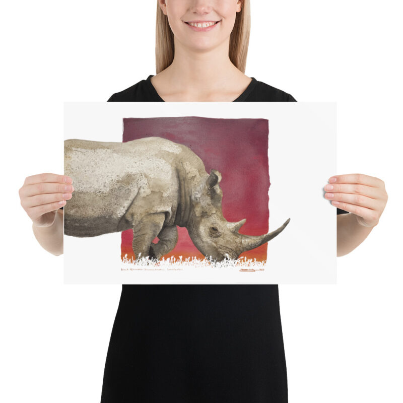 Poster, black rhino, (Diceros bicornis) - Image 6
