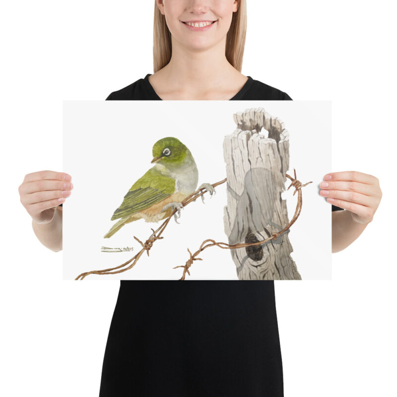 Poster, NZ waxeye, (Zosterops lateralis) - Image 6