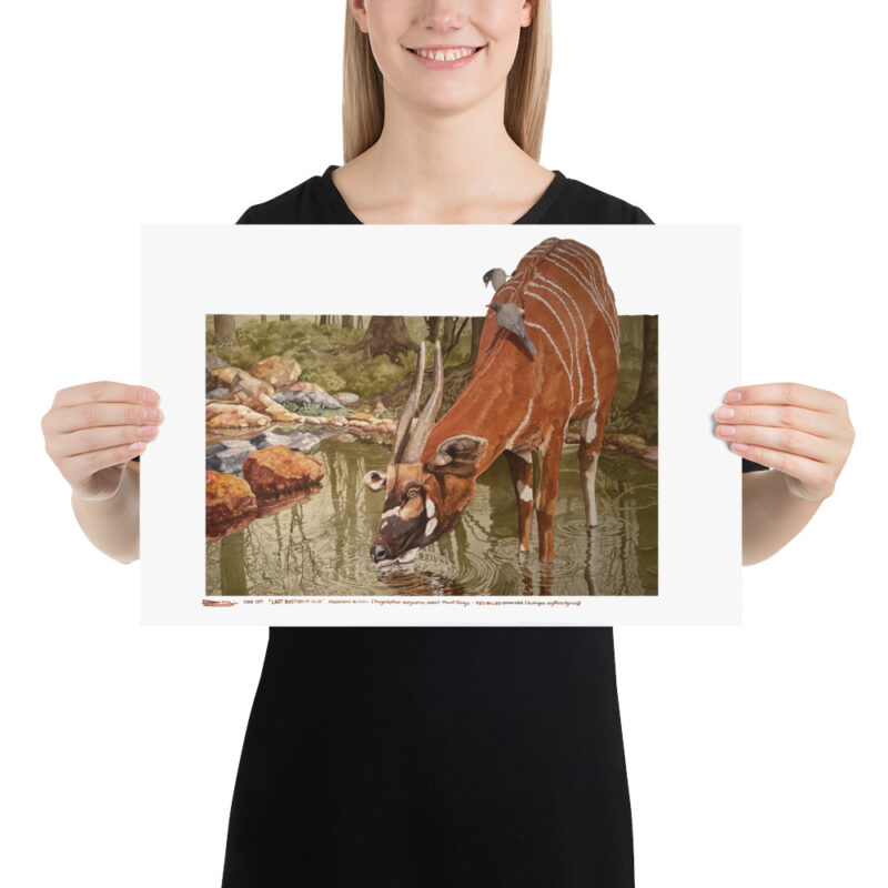 Poster, mountain bongo, (Tragelaphus eurycerus isaaci) - Image 6