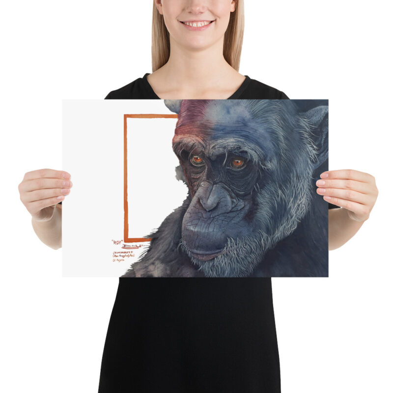 Poster, "Roy" the chimp from Sweetwaters, (Pan troglodytes) - Image 6