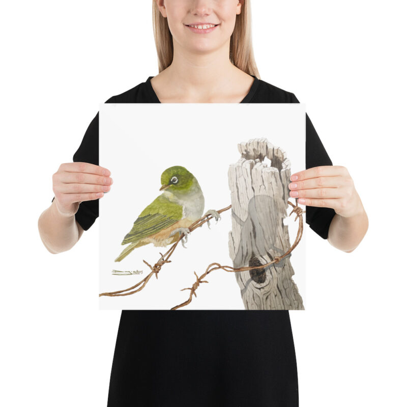 Poster, NZ waxeye, (Zosterops lateralis) - Image 7