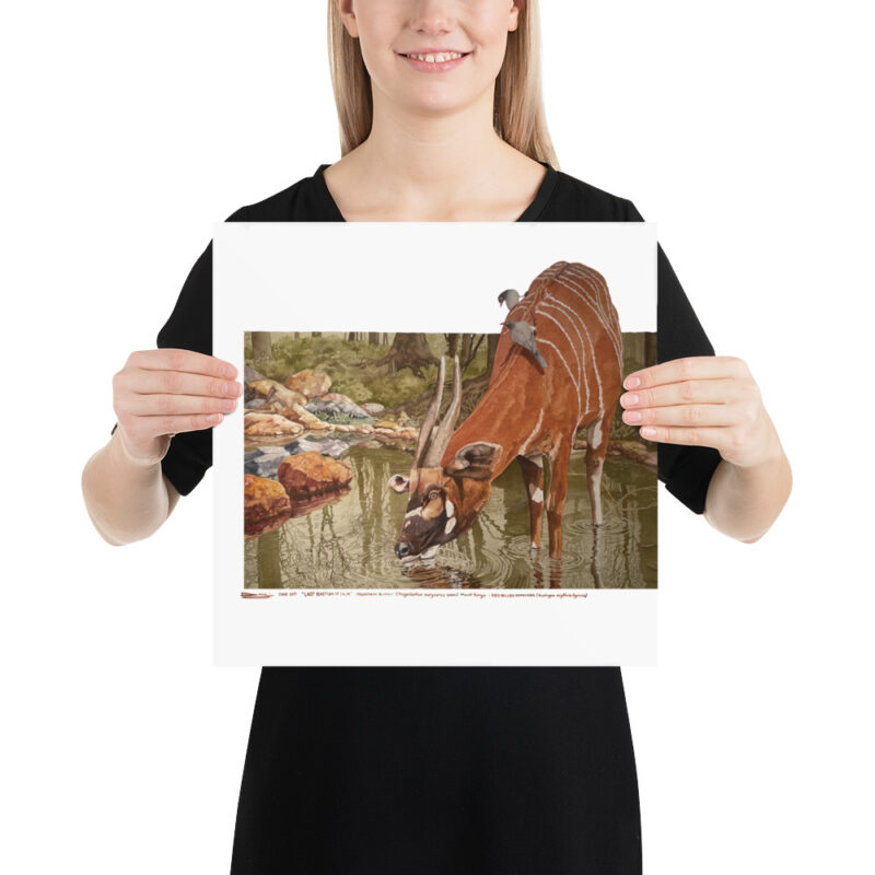 Poster, mountain bongo, (Tragelaphus eurycerus isaaci) - Image 7