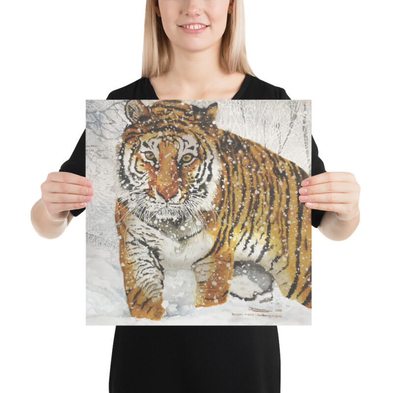 Poster, bengal tiger, (Panthera tigris tigris) - Image 8